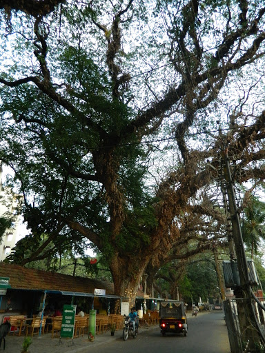 A grand ol' tree on the streets of Fort Kochi.
