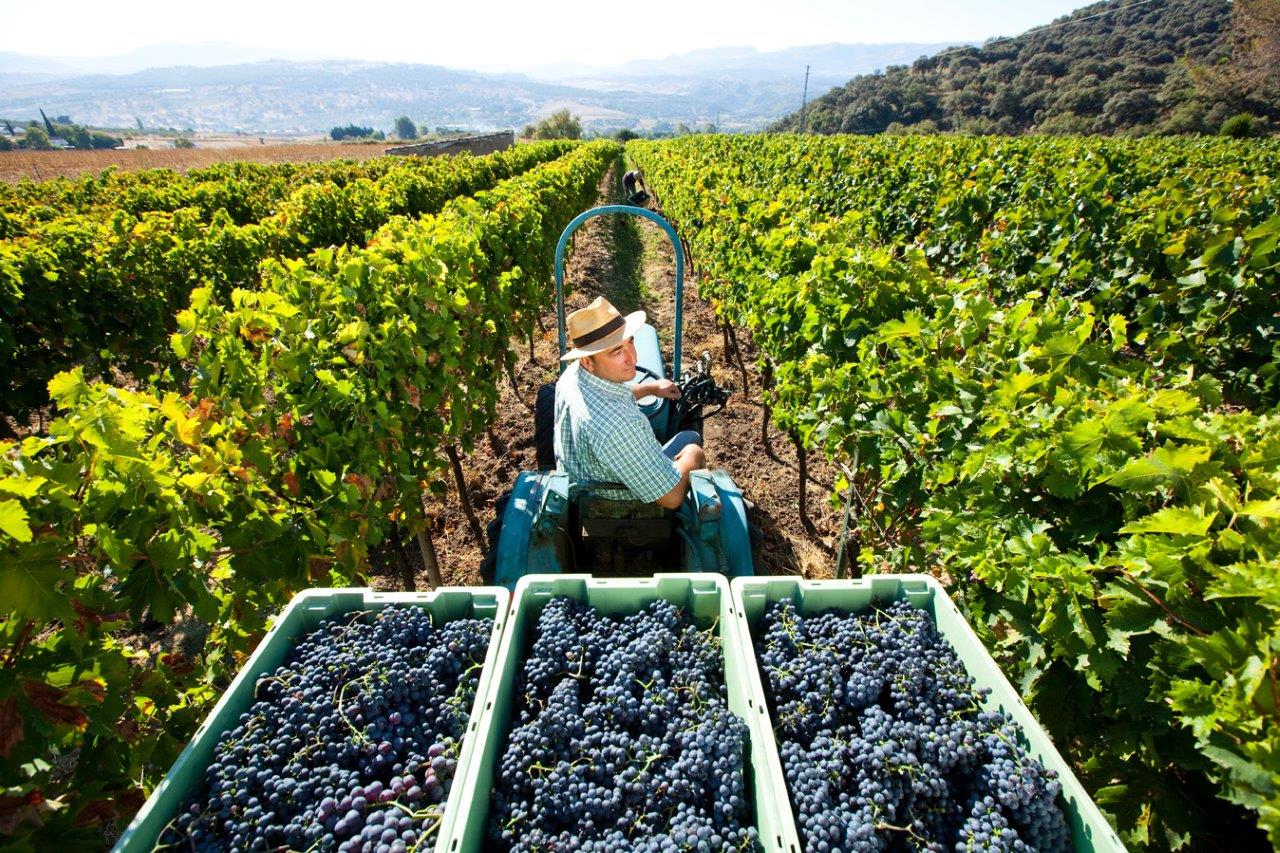 Испания промышленность виноделие